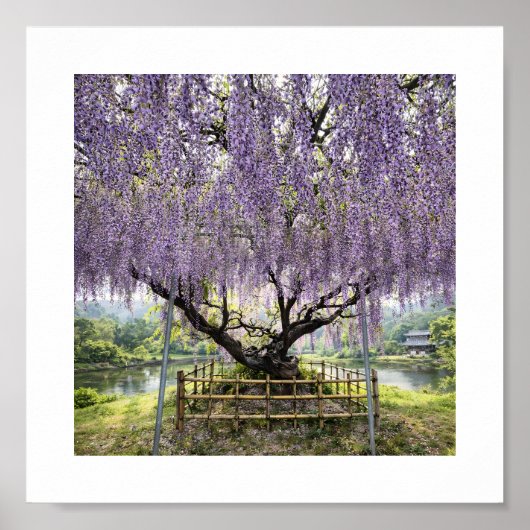 Japanese Wisteria – Art Print Poster (Vorne)