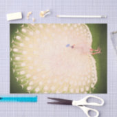 JAPANESISCHES PEACOCK Tissue Paper Seidenpapier (Handwerk)