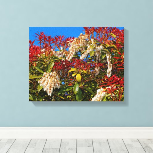 Japanisch Andromeda Bonfire Leinwanddruck (Insitu (Holzboden))