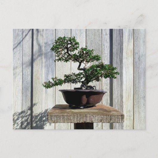 Japanisch Bonsai Postkarte (Vorderseite)