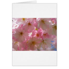 Japanisch Cherry Blossom