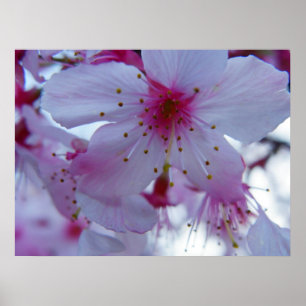 Japanisch Cherry Blossom Poster