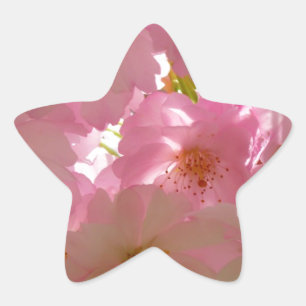 Japanisch Cherry Blossom Stern-Aufkleber