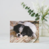 Japanisch_chin puppy.png postkarte (Stehend Vorderseite)