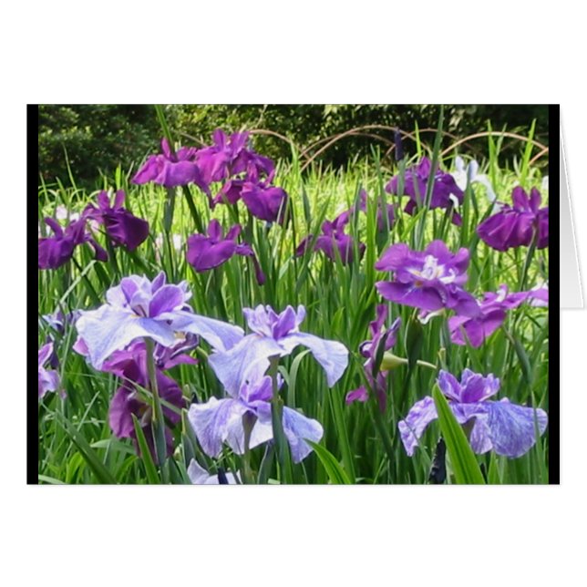 Japanisch Iris (Vorderseite (Horizontal))