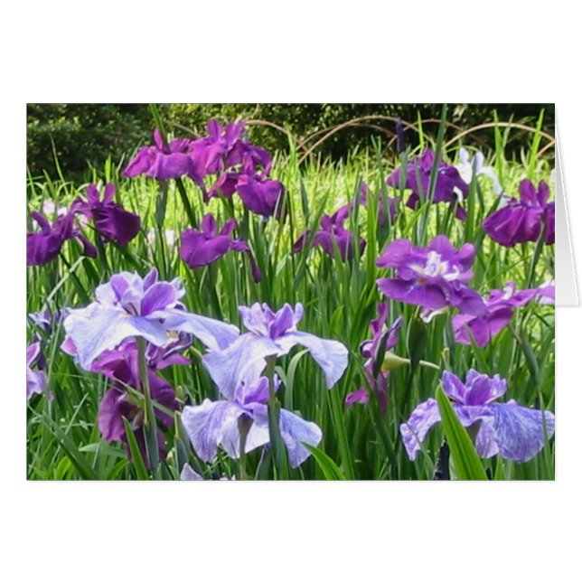 Japanisch Iris (Vorderseite (Horizontal))
