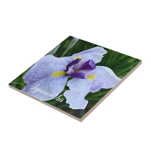 Japanisch Iris Bloom Floral Fliese (Seite)