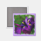Japanisch Iris Magnet (Vorderseite/Rückseite)