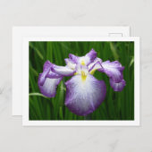Japanisch Iris Postkarte (Vorne/Hinten)