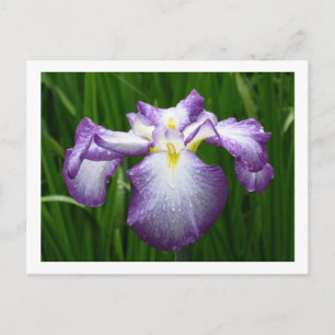 Japanisch Iris Postkarte