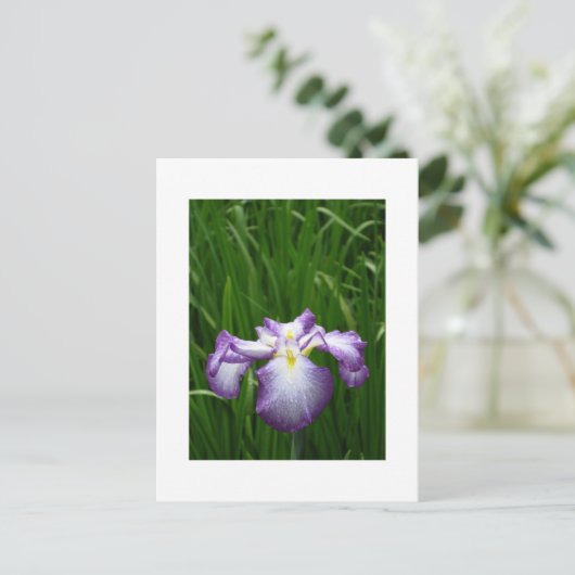 Japanisch Iris Postkarte (Stehend Vorderseite)