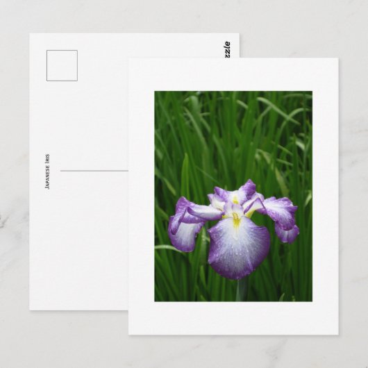 Japanisch Iris Postkarte (Vorne/Hinten)