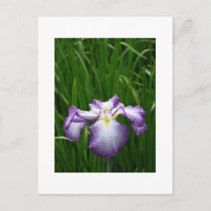 Japanisch Iris Postkarte