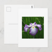 Japanisch Iris Postkarte (Vorne/Hinten)