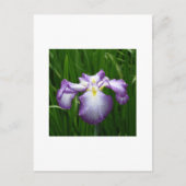 Japanisch Iris Postkarte (Vorderseite)