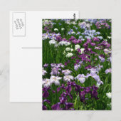 Japanisch Iris: Tokio, Japan Postkarte (Vorne/Hinten)