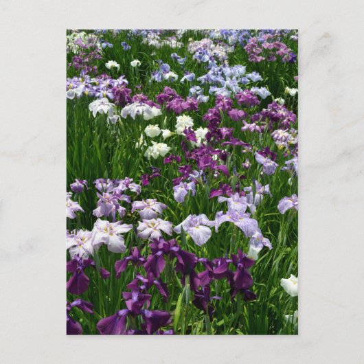 Japanisch Iris: Tokio, Japan Postkarte (Vorderseite)