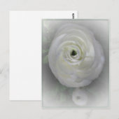 Japanisch Kamelien Postkarte (Vorne/Hinten)