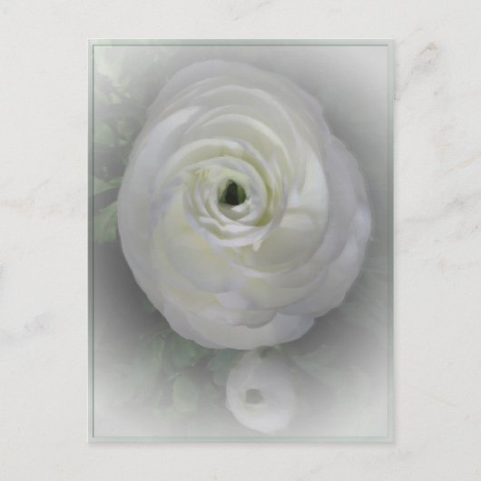 Japanisch Kamelien Postkarte (Vorderseite)