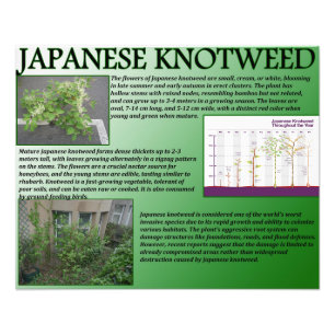 Japanisch Knotweed Fotodruck