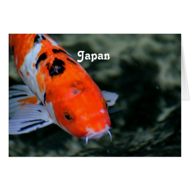 Japanisch Koi (Vorderseite (Horizontal))