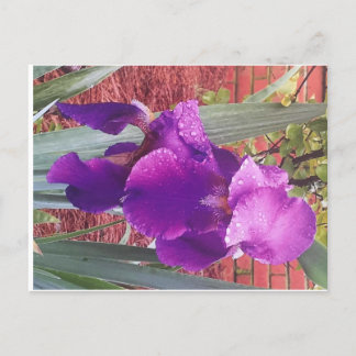 Japanisch Lila Iris Postcard Postkarte