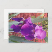 Japanisch Lila Iris Postcard Postkarte (Vorne/Hinten)