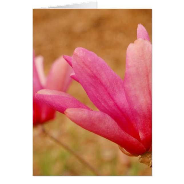 Japanisch Magnolia (Vorne)