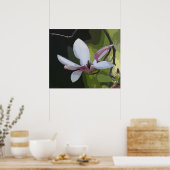 Japanisch Magnolia Art Print - 24x20 - oder kleine Poster (Küche)
