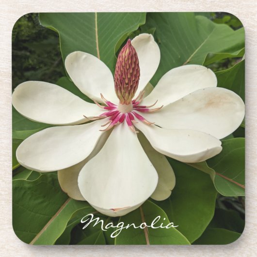 Japanisch Magnolia Blossom Floral Getränkeuntersetzer (Vorderseite)