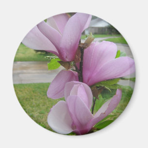 Japanisch Magnolia Magnet