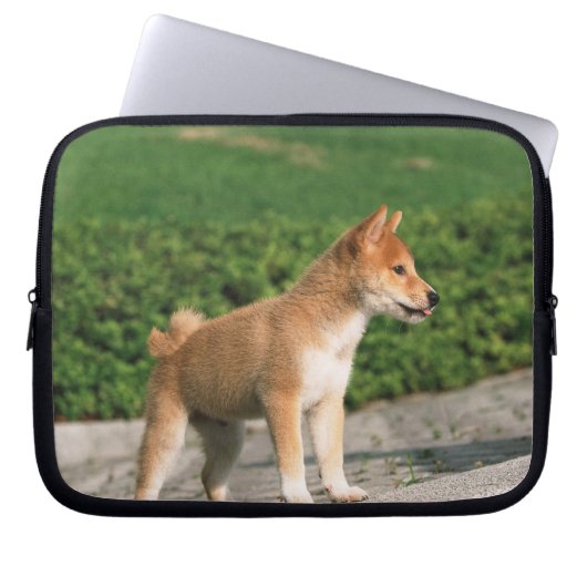 Japanisch Midget Shiba 2 Laptopschutzhülle (Vorderseite)