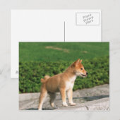 Japanisch Midget Shiba 2 Postkarte (Vorne/Hinten)