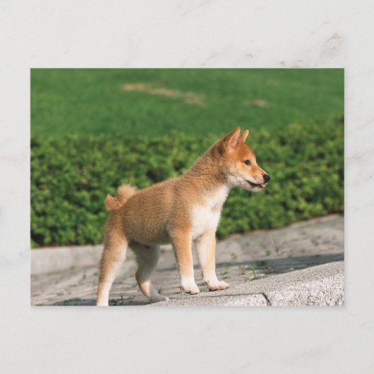 Japanisch Midget Shiba 2 Postkarte (Vorderseite)