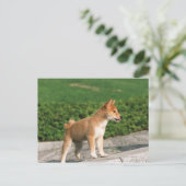 Japanisch Midget Shiba 2 Postkarte (Stehend Vorderseite)