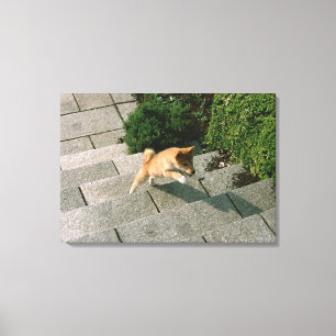 Japanisch Midget Shiba 3 Leinwanddruck