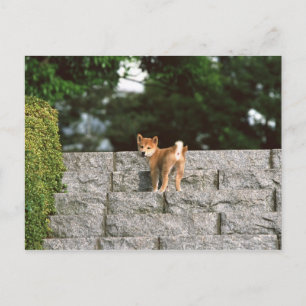 Japanisch Midget Shiba 4 Postkarte