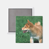 Japanisch Midget Shiba Magnet (Vorderseite/Rückseite)