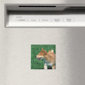Japanisch Midget Shiba Magnet (In Situ (Geschirrspüler))