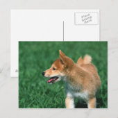 Japanisch Midget Shiba Postkarte (Vorne/Hinten)