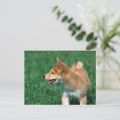 Japanisch Midget Shiba Postkarte (Stehend Vorderseite)