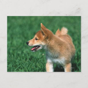 Japanisch Midget Shiba Postkarte