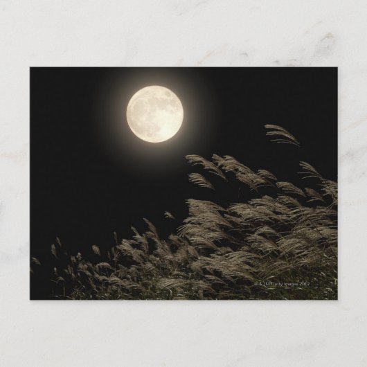 Japanisch Pampas Grass Postkarte (Vorderseite)