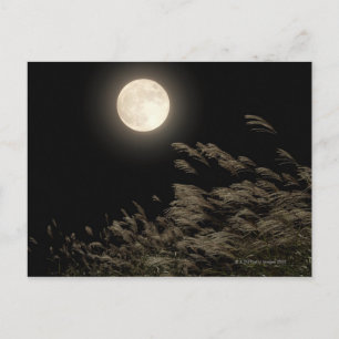 Japanisch Pampas Grass Postkarte