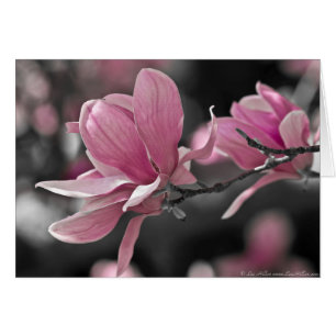 Japanisch Pink Saucer Magnolia