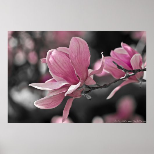 Japanisch Pink Saucer Magnolia Poster (Vorne)