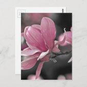 Japanisch Pink Saucer Magnolia Postkarte (Vorne/Hinten)