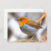 Japanisch Robin Postkarte (Vorne/Hinten)