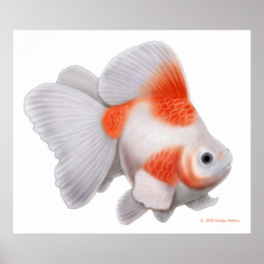 Japanisch Ryukin Fantail Goldfish Print Poster (Vorne)