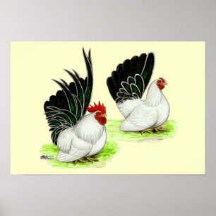 Japanisch Schwarz-weiß Bantams Poster